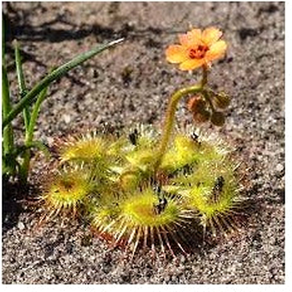 Drosera Glanduligera (Pimpernel Sundew) Plant Seeds for Planting [neera-v5-4245bf31d1641185130f]