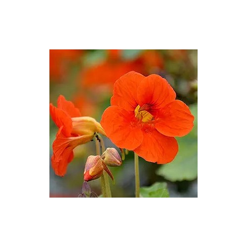 Nasturtium Tropaeolum Majus Flower For Planting In Indoor Pots Or Backyard Garden Flower Seeds for [neera-v5-4249b092bdf3a49ad7e2]
