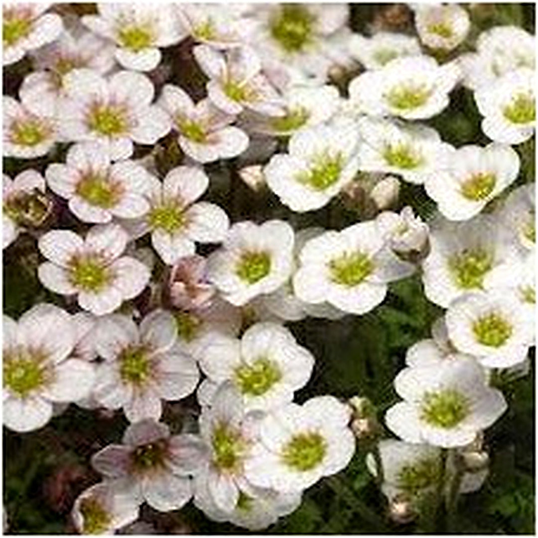 White Blush Saxifraga Flower For Planting Flower Seeds for Home Garden Planting, Lush Organic [neera-v5-424b266f036a9918e39b]