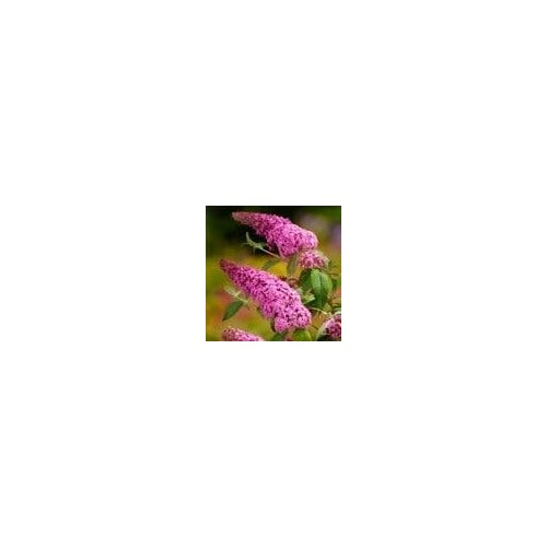 Pink Buddleia Butterfly Bush Seeds for Planting [neera-v5-424d4cc94454072c7776]