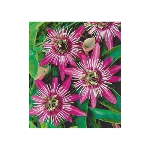 Pink White Passion Flower Seeds for Planting [neera-v5-42558c99ce1d3e985968]