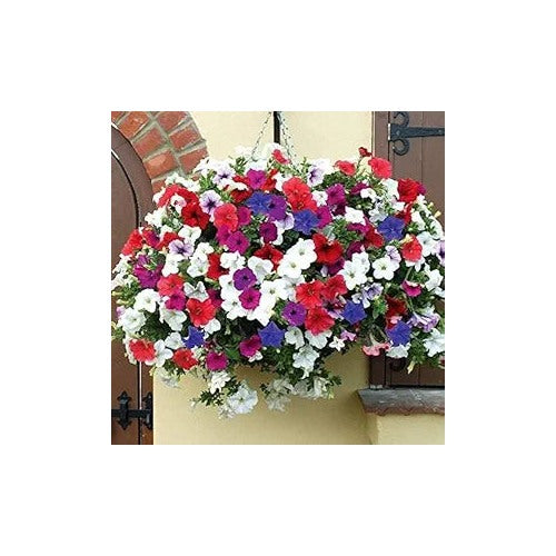 Petunia Bonsai Flower Indoor Petunias Balcony Flower Seeds Home Garden Planting, Landscape [neera-v5-425baae233096bc5cea2]