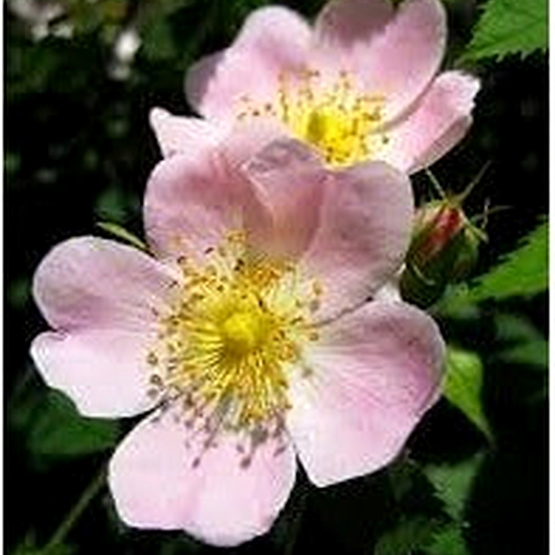 Heirloom Rosa Laxa Flower Seeds Non-GMO for Garden Planting Wild Rose Blooms [neera-v5-425d106b8a62ca234e2f]