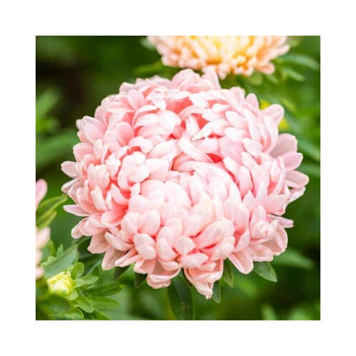 Peony Paeony Duchess Apricot Aster Planting Non Gmo Heirloom Flower Seeds Home Garden [neera-v5-426b81195a2e9c5baec6]