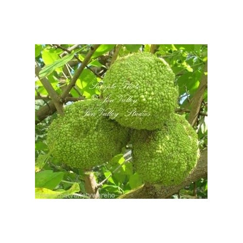 Maclura Pomifera (Osage Orange) Tree Seeds [neera-v5-427063cac0cfb40df063]