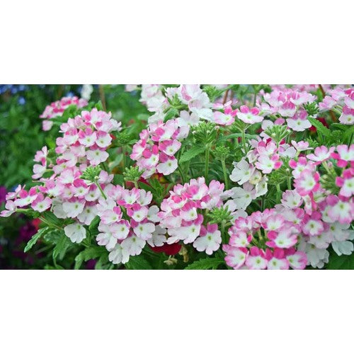 Pink & White Verbena Heirloom Non-GMO Seeds for Planting [neera-v5-428157978aad77237343]
