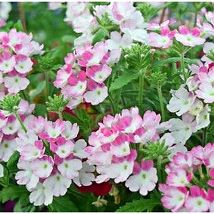 Pink &amp; White Verbena Heirloom Non-GMO Seeds for Planting [neera-v5-428157978aad77237343]