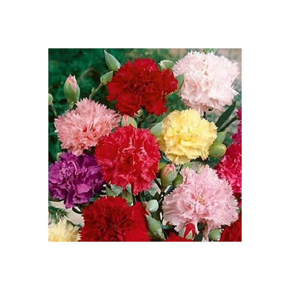 Carnation Dianthus Caryophyllus Flower For Vertical Garden Backyard Use Flower Seeds for Home [neera-v5-42857bc325b6b1350a3d]