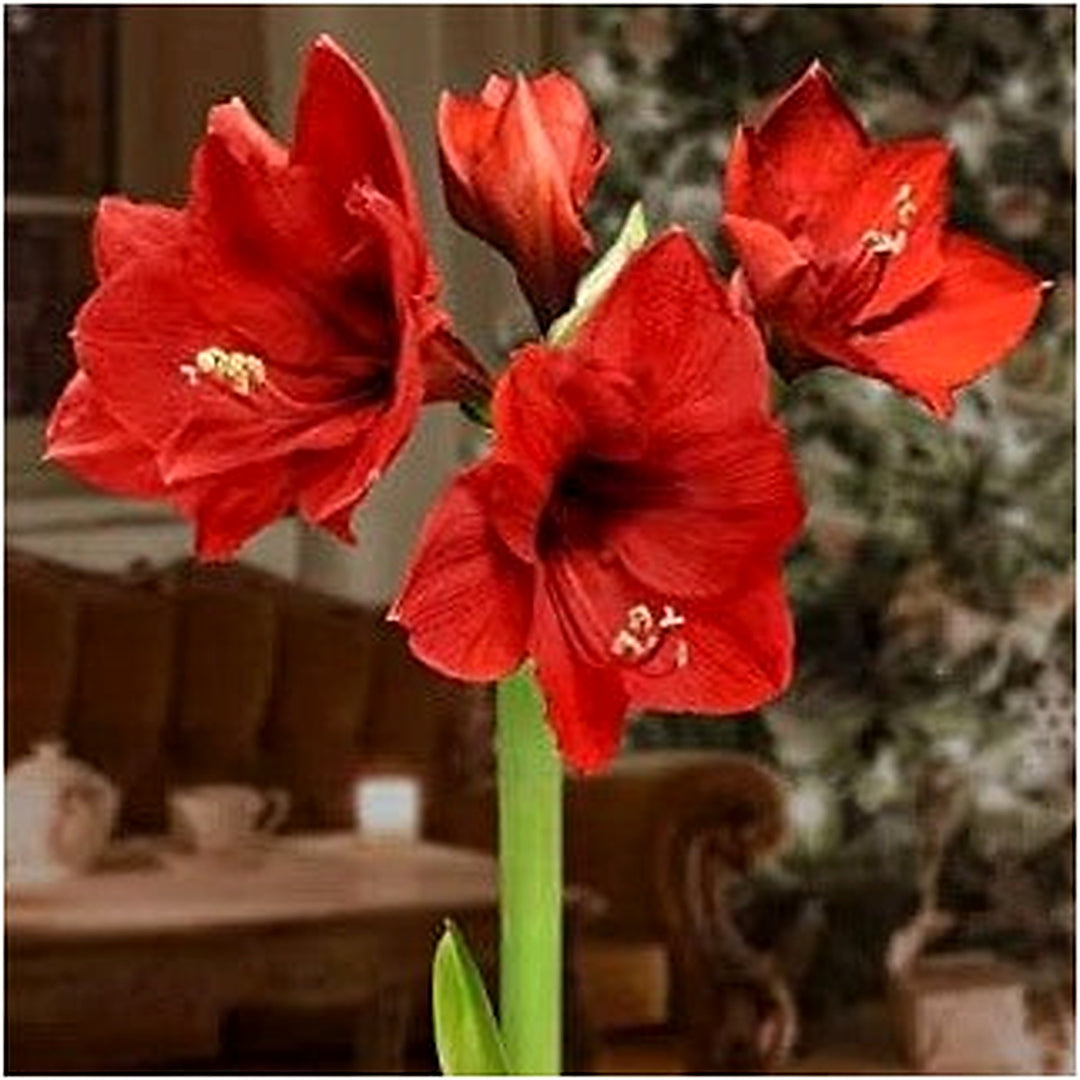 Heirloom Non-GMO Red Amaryllis Flower Seeds for Planting [neera-v5-428c7f2e88ea0acfd469]