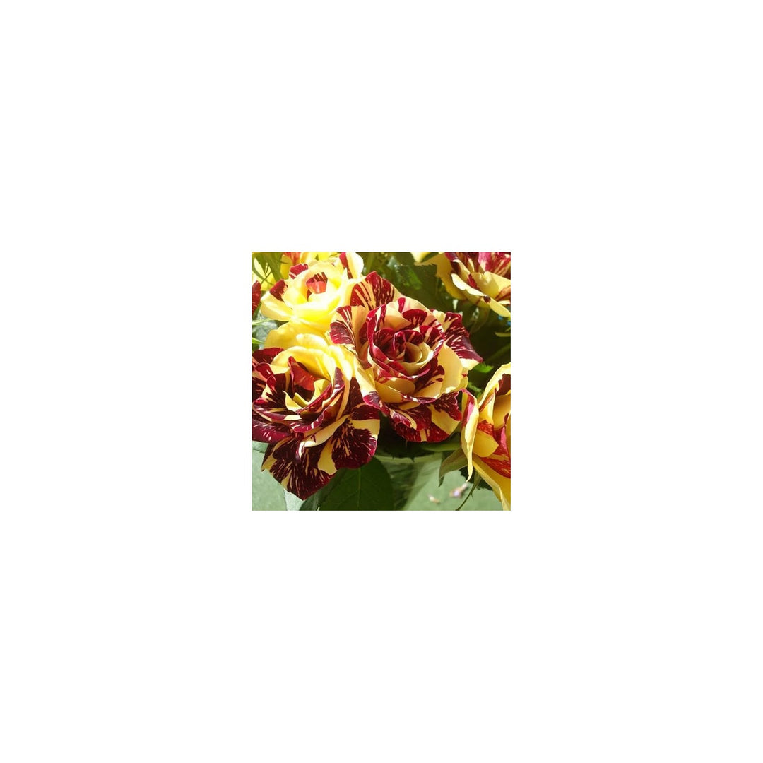 Yellow Rare Dragon Rose Plant For Planting Blooms Non Gmo Heirloom Garden For Growing Flower Seeds [neera-v5-4290e84aaa3991683543]