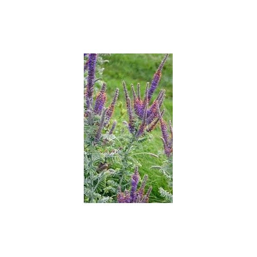 Heirloom Amorpha Canescens Flower Seeds for Garden Planting, Non-GMO, Prairie Wildflower Blooms [neera-v5-429c3a63a5af2e5f0de2]