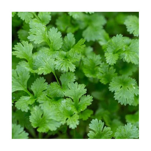 Organic Cilantro Herb Seeds for Planting [neera-v5-42a2fb14d40eed54abed]