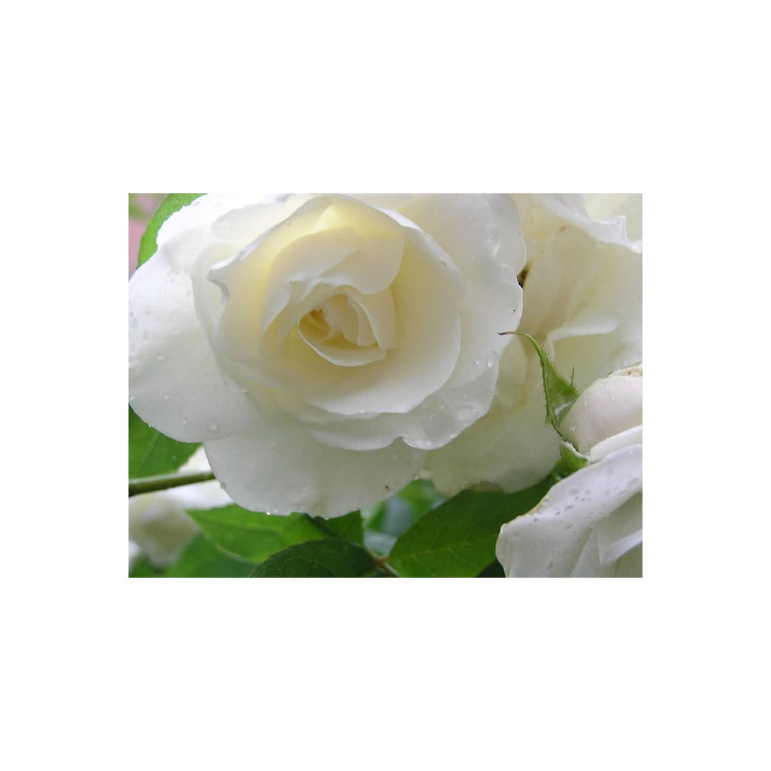 White White Rosa Flowering For Planting In Garden And Pots Flower Seeds for Home Garden Planting, [neera-v5-42aff26826517fcdaf61]