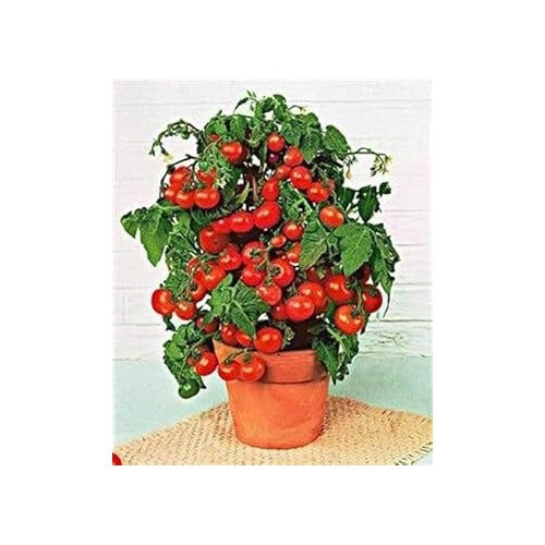 Red Bell Tomato Seeds for Planting [neera-v5-42bcb2b501b035a516c2]