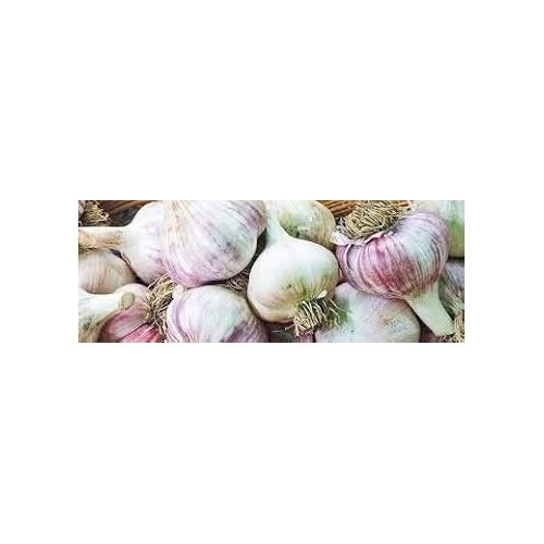 Light Purple Garlic Seeds for Planting [neera-v5-42cb186126bf50cae74a]