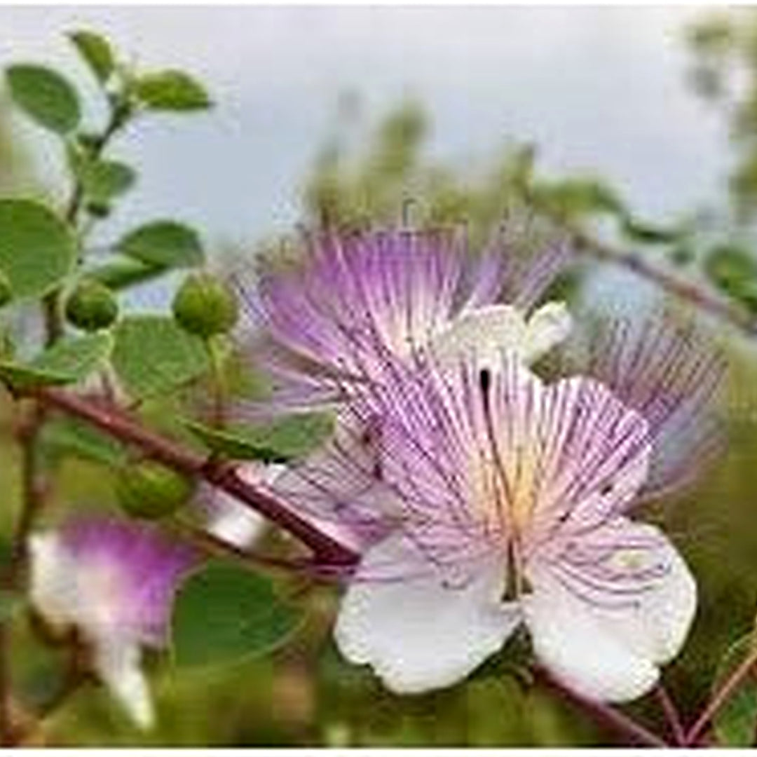Capparis Spinosa (Caper Bush) Flower Seeds for Planting [neera-v5-42d2192838b1161b4875]