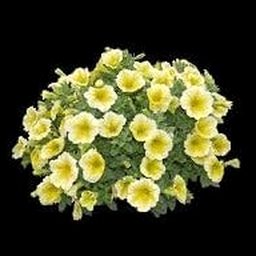 Sunrise Cascading Petunia Seeds for Planting [neera-v5-42d4d110da392e035088]