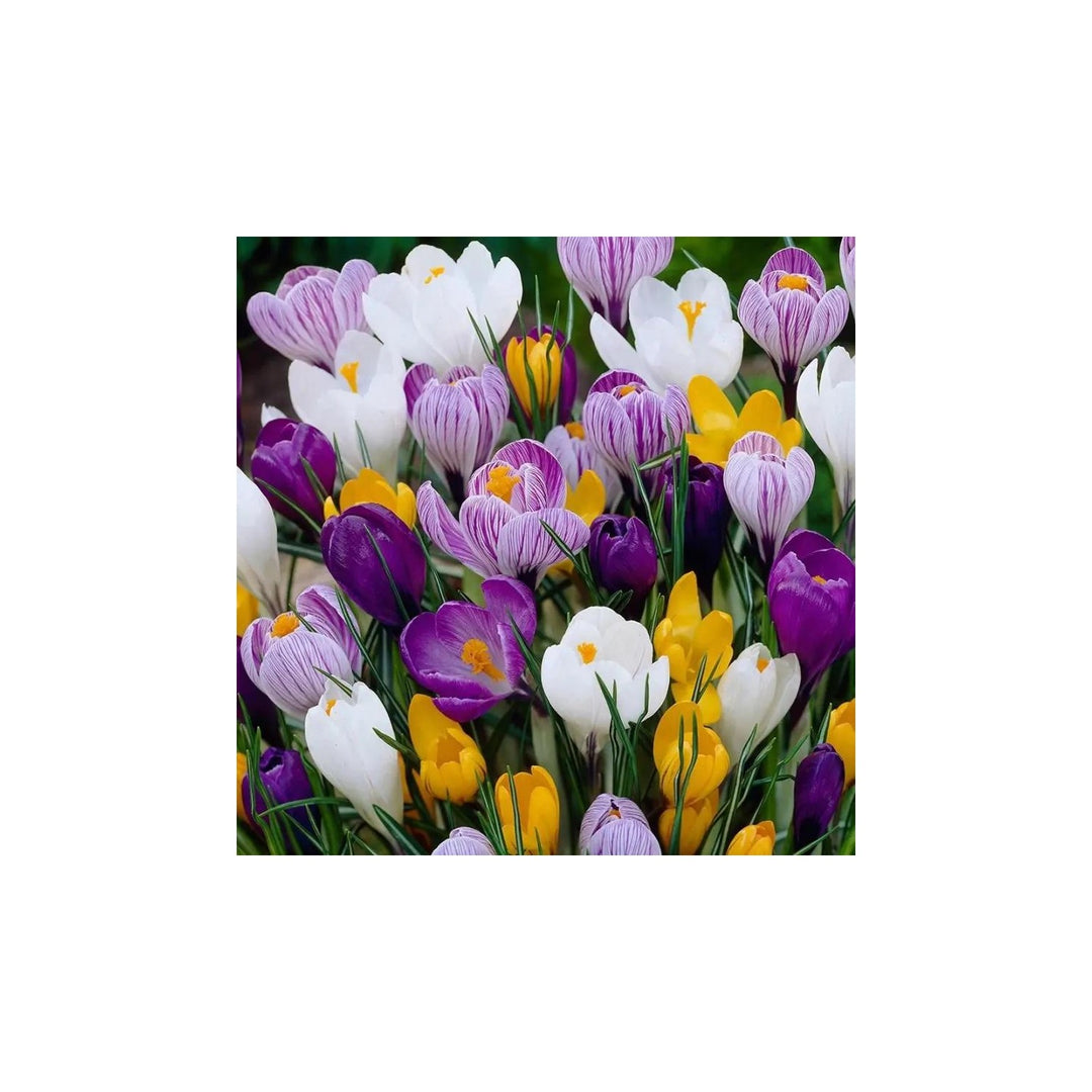 Heirloom Non Gmo Crocus Flower Mixed Colors For Garden Planting Vibrant Spring Blooms Flower Seeds [neera-v5-42e4829096f8c0c49736]