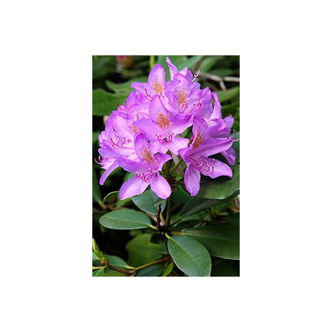 Azalea Rhododendron Simsii Flower For Planting In Backyard Gardening Shaded Borders Flower [neera-v5-42ee944dae9c2f5c6044]