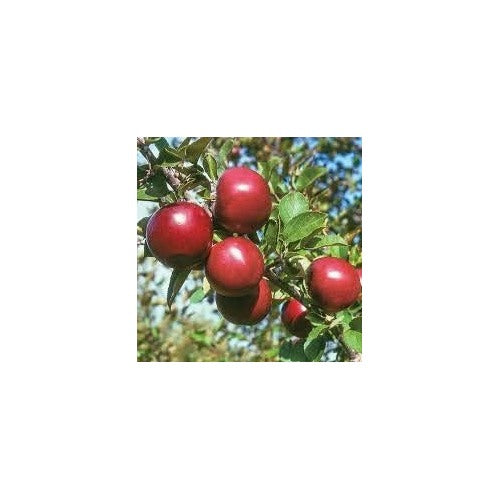 Red Apple Fruit Seeds for Planting [neera-v5-42f0e609829aed6d86d0]