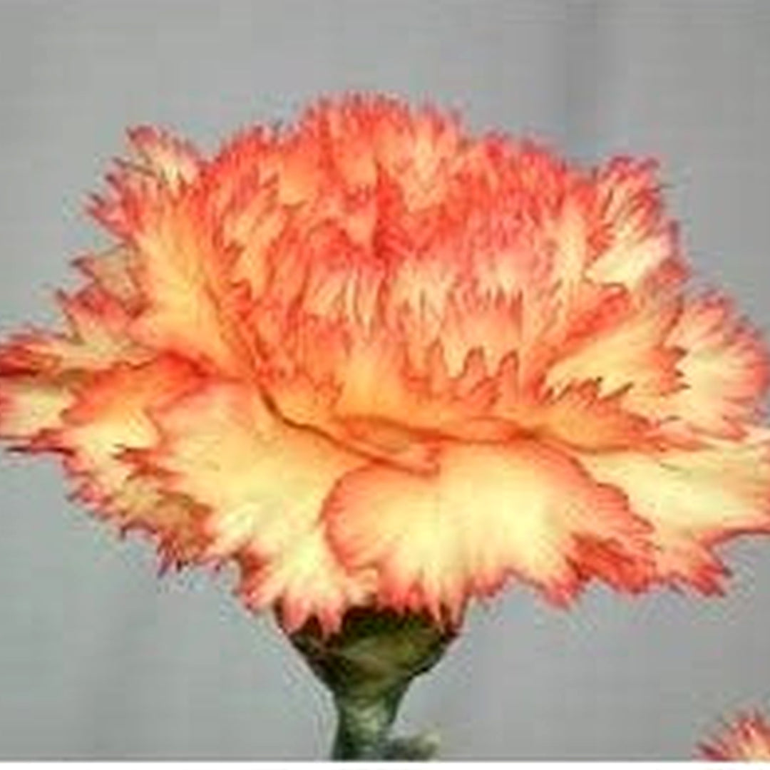 Orange Yellow Dianthus Caryophyllus Flower Seeds for Planting [neera-v5-42f5d30a4d582d26f4c8]