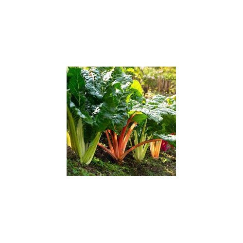 Swiss Chard Rainbow Seeds [neera-v5-42f66c53bb3791d50a6c]