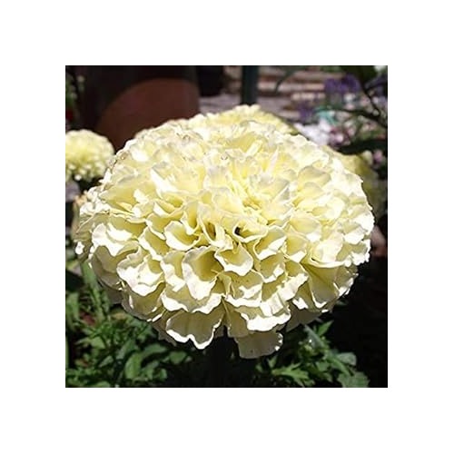 Heirloom Cream Marigold Flower Seeds for Planting [neera-v5-42fad9520258e4a6b344]