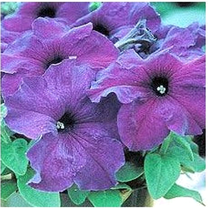 Light Blue Petunia Flower Seeds for Planting [neera-v5-4302681c8bb6c420e984]