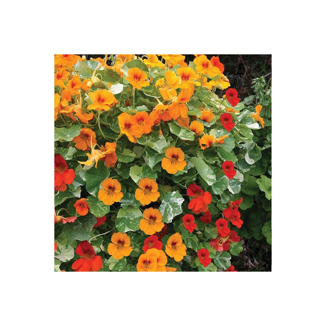 Heirloom Nasturtium Jewel Non Gmo Flower For Planting Flower Seeds for Home Garden Planting, [neera-v5-4310a7b5f32d513e51bf]