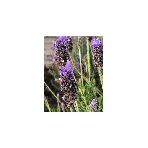 French Lavender Seeds for Planting [neera-v5-431aa809fd64fb466e65]
