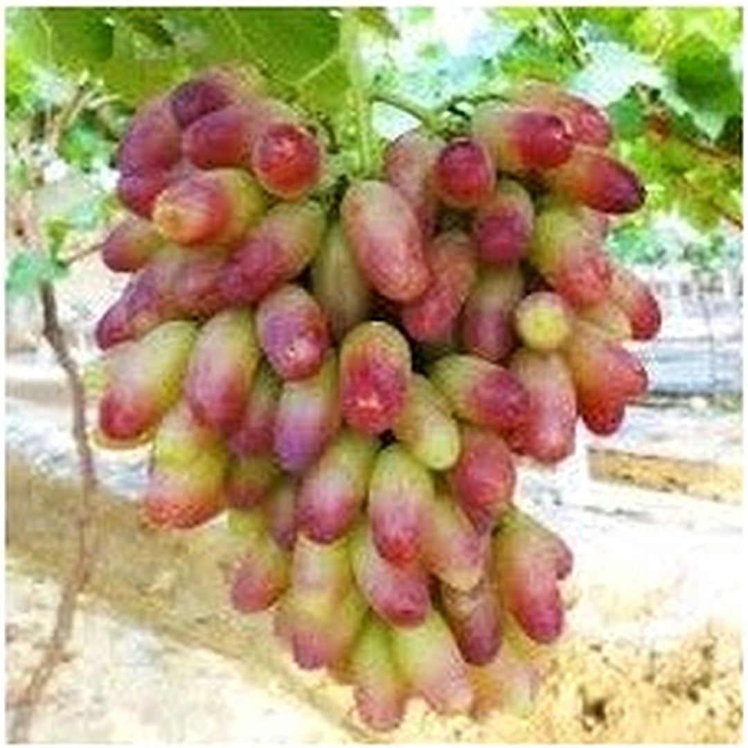 Grape Fruit Seeds for Planting [neera-v5-4321ec3ac83c6680f427]