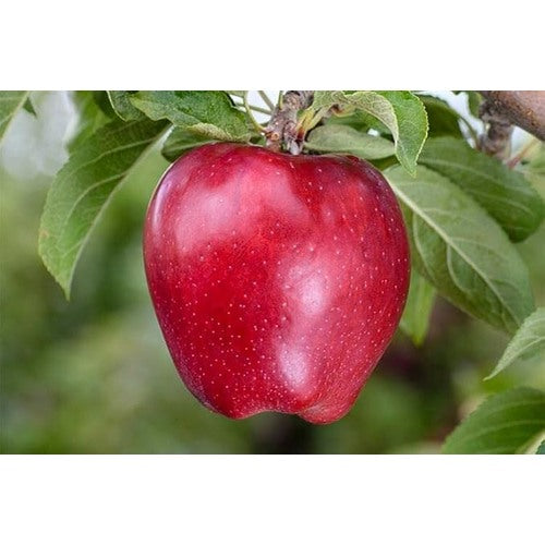 Red Delicious Apple Seeds [neera-v5-4324e61ad277b622aeab]