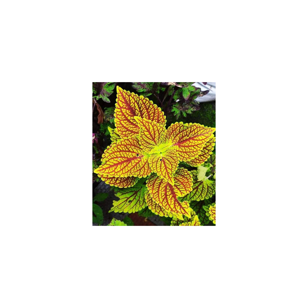 Yellow Red Heirloom Non Gmo Coleus Plant For Planting Vibrant Foliage For Shaded Garden Borders [neera-v5-432cff892a76bccaeae2]