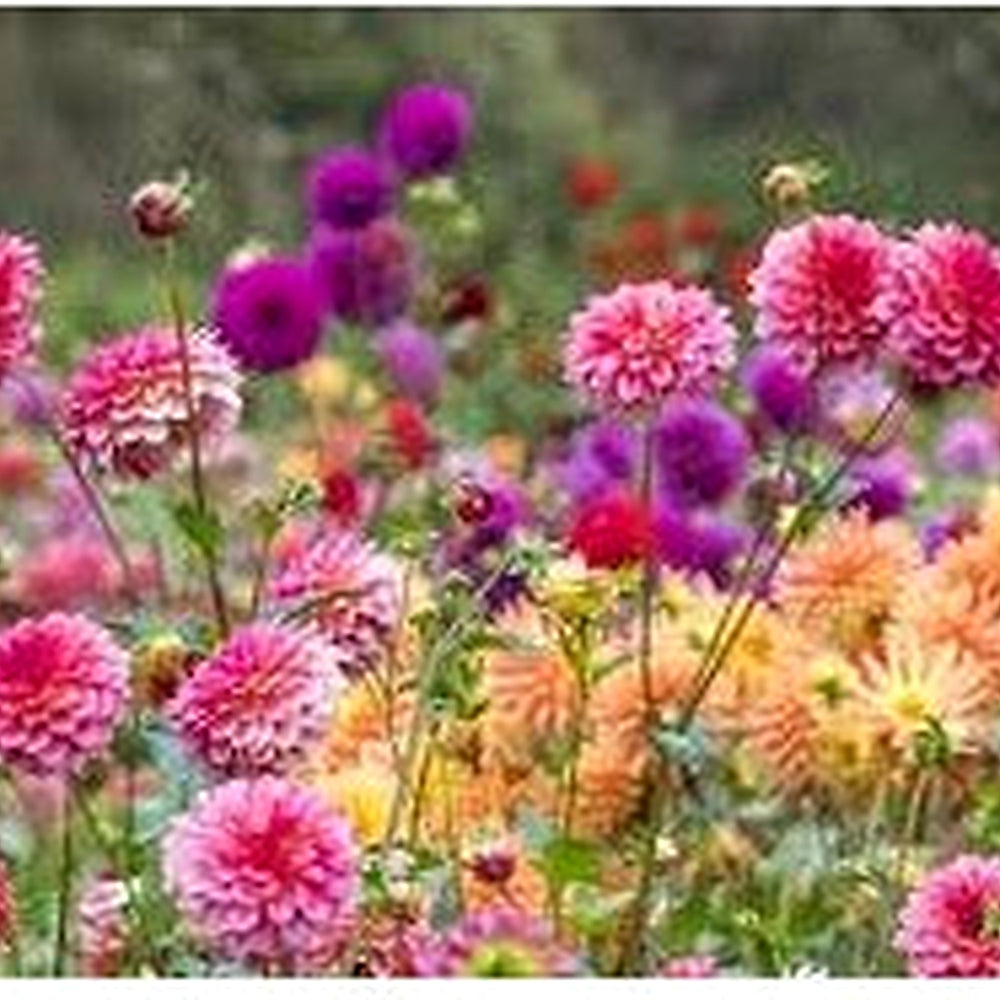 Mixed Multi-Color Dahlia Flower Seeds for Planting [neera-v5-433413319c05098b56c1]