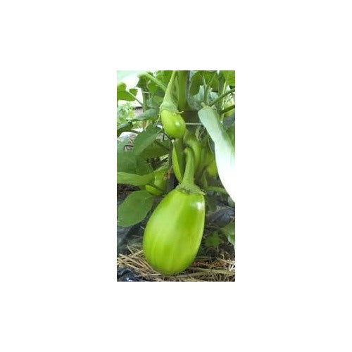 Dark Green Eggplant Vegetable Seeds [neera-v5-4338fff20198dea1f92f]