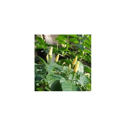 Kanthari Chili Pepper Seeds for Planting [neera-v5-433bf687db6e9a150095]