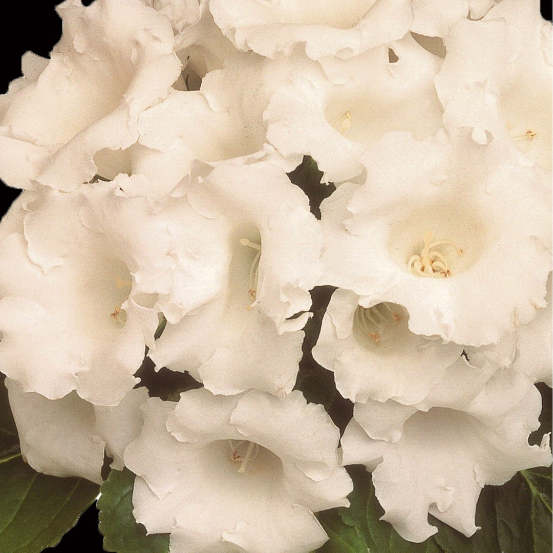 White Gloxinia Planting Organic Heirloom Non Gmo Bonsai Balcony Garden Flower Seeds Home [neera-v5-433e08f97dc7a5a1eae4]