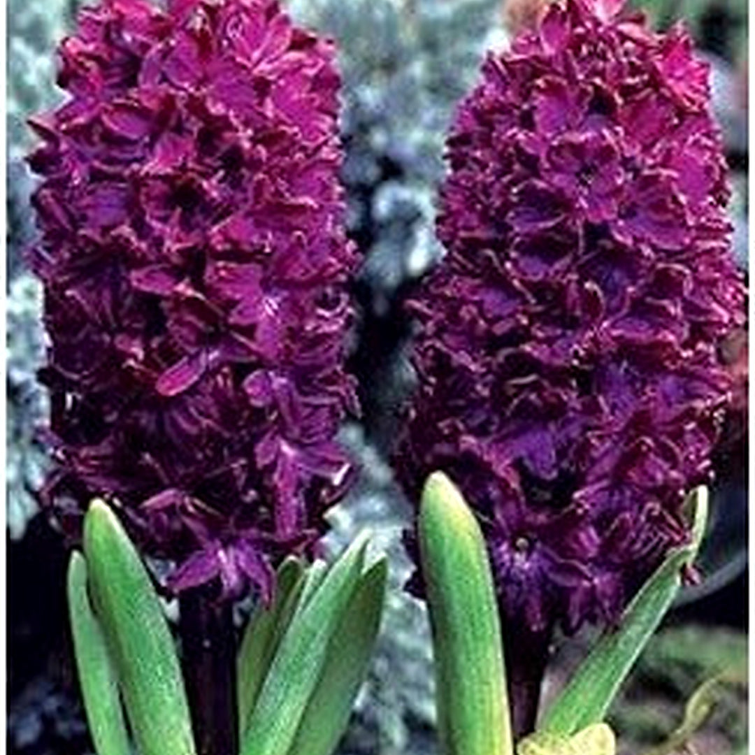 Hyacinth Flower Seeds Burgundy for Planting [neera-v5-43583ac0a55d3a958049]