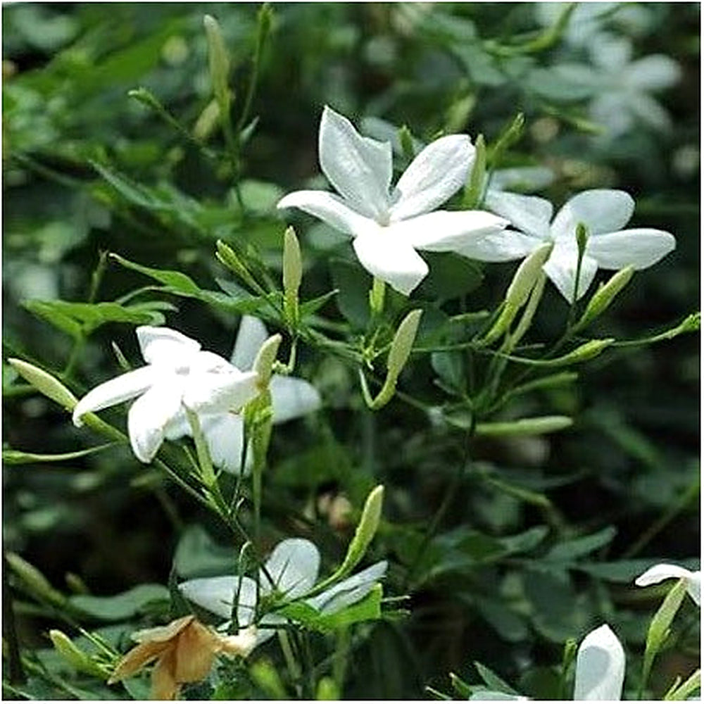Star Jasmine Flower Seeds for Planting [neera-v5-435a3df452c0b1c47d59]