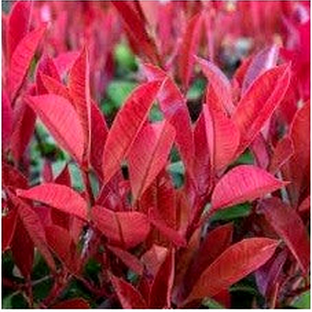 Photinia Plant Seeds for Garden Planting [neera-v5-4368106243da2fac925a]