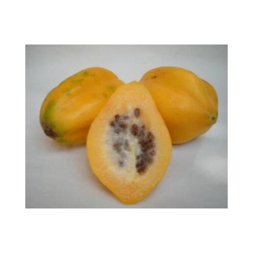 Mountain Papaya (Vasconcellea pubescens) Fruit Tree Seeds for Planting [neera-v5-437007c3ebc2fe558930]