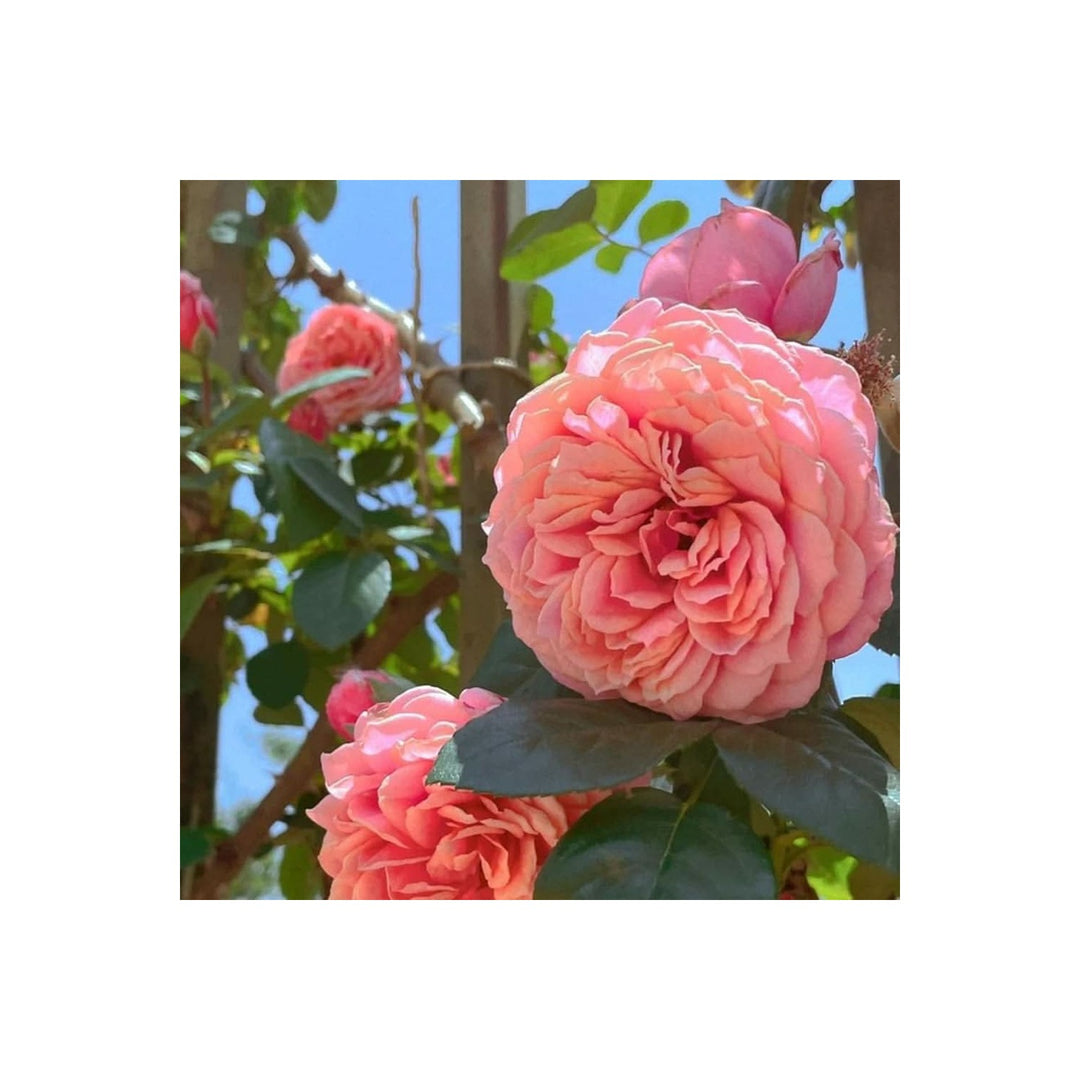 Pink Rose Perennial Flower For Garden Flower Seeds for Home Garden Planting, Landscape Organic [neera-v5-4372b56472b77733b88c]