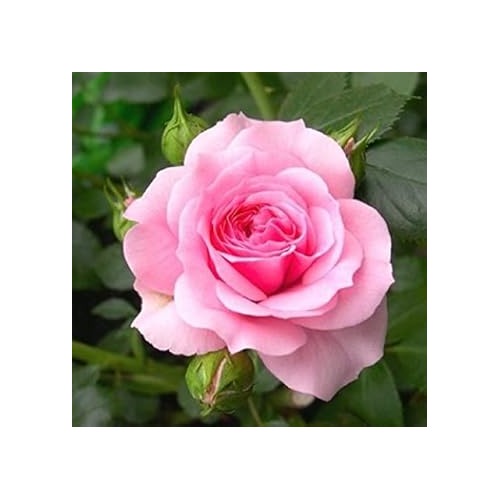 Baby Pink Dragon Rose Plant Seeds for Planting Non-GMO Heirloom Garden Seeds for Growing [neera-v5-43793c8f037202054050]