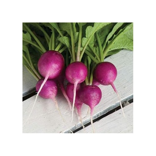 Violet Radish Seeds for Planting [neera-v5-437f2bc6a77421e972d7]
