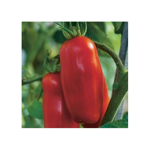 Red Marzano Tomato Seeds for Planting [neera-v5-43929dea3bb66ac8b993]