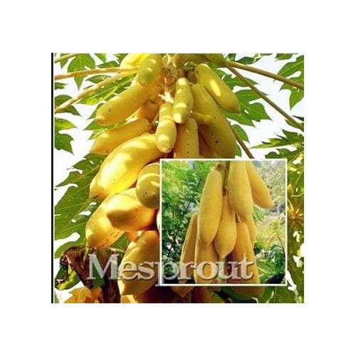 Mouse Melon Fruit Seeds for Planting | Heirloom Non-GMO Organic Seeds for Small, Unique Garden Melons [neera-v5-43b7f196739948180ef5]