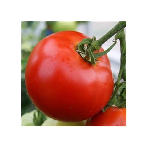 Tomato Vegetable Seeds for Planting [neera-v5-43b935c8771a9a235cb6]