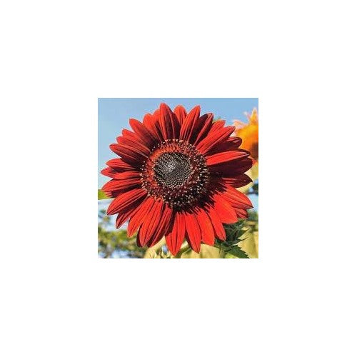 Dark Red Sunflower Seeds for Planting [neera-v5-43c133b06db074fe04fa]