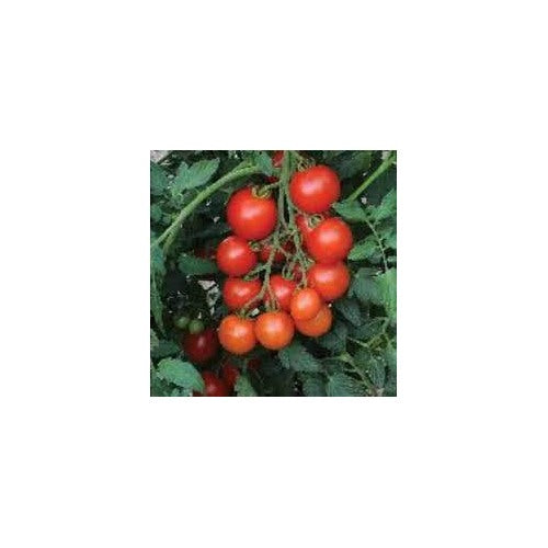Mountain Magic Campari Tomato Seeds for Planting [neera-v5-43c6fcefe844d13b6157]