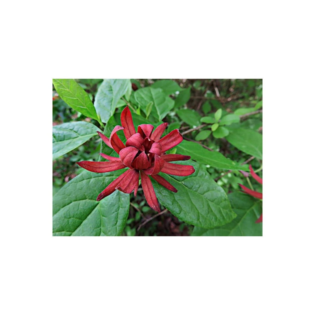Sweetshrub Calycanthus Floridus Flower For Planting In Home Lscape Or Fragrant Garden Beds [neera-v5-43c72598e056650815d9]